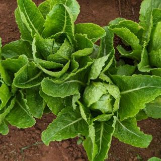 Green Forest Lettuce Thumbnail